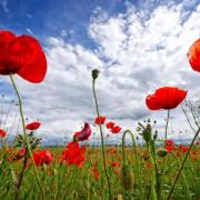 A number of Remembrance services will be taking place this weekend. Image: Canva.