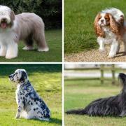 From a King Charles Spaniel to a Bearded Collie, there are so many native UK dog breeds that could soon be no more