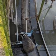 Badger rescued after falling into tank of raw sewage