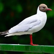 A black-headed gull. Picture: Pixabay.