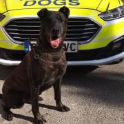 The Cheshire and North Wales Police Dogs team has paid tribute to former PD Nitro.
