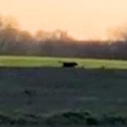 WATCH: Woman captures ‘big cat’ on video as experts hail ‘incredible sighting’