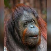 Chester Zoo has paid tribute to its orangutan Martha.