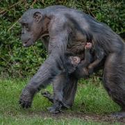 Joy as rare baby chimpanzee is born at Chester Zoo.