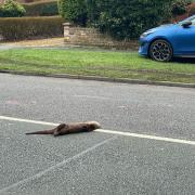 The body of a female otter was found in the middle of Parkgate Road in Chester.