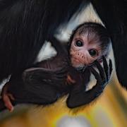 A rare spider monkey has been born at Chester Zoo.