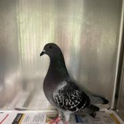 A pigeon who had been seen dangling from Chester's bus station ceiling by its wing has been freed.