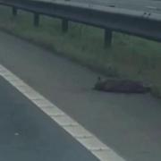 The suspected puma on the A483.