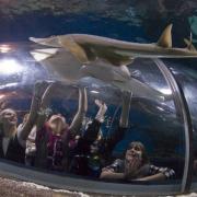 Schoolchildren in the underwater tunnel.