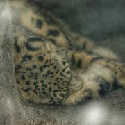 One of the snow leopards making themselves at home in the new Chester Zoo enclosure.