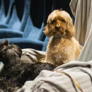 Chester Picturehouse is offering customers the chance to go to the cinema with their pet dog to a special film screening.