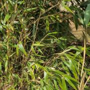 A warning has been issued over certain types of bamboo