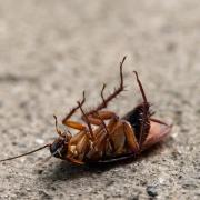 An FOI has revealed the number of call-outs made in response to cockroaches in Cheshire West and Chester