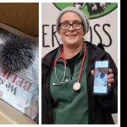 Janet Kotze, hospital manager at Lower Moss Nature Reserve with the hat bobble an animal lover thought was a baby hedgehog
