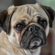 The founder of a pug rescue charity continues to be banned from being a trustee after losing her appeal