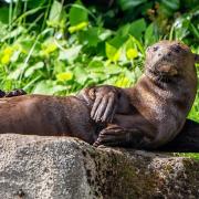 A male giant otter, called Man&uacute;, has arrived at Chester Zoo to help save his species.