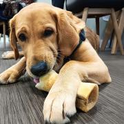 Guide Dogs pup Ralph.