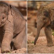 The baby elephant calves have died of the deadly disease EEHV.