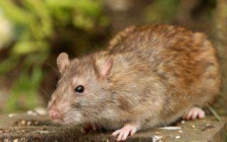Rats will be attracted to bird food and any other food crumbs left around your house or garden so it's important to tidy up