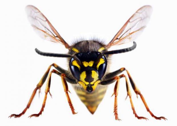 Chester and District Standard: A wasp